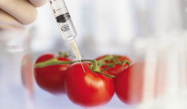 Should we be afraid of GMO products: expert opinion