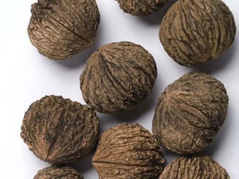 Black Walnut Pros and Cons for Health