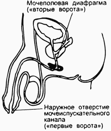 Urogenital diaphragm (second portal)