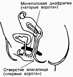 Urogenital diaphragm (Second portal)