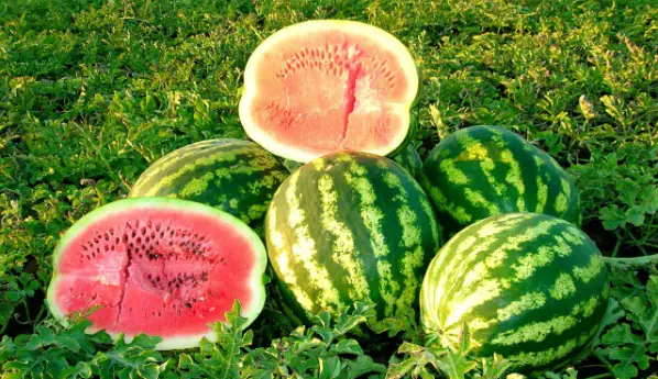Vattenmelon kan normalisera blodtrycket