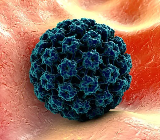Modelo 3D do HPV
