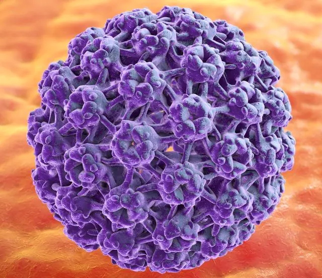 Modello 3d dell'HPV