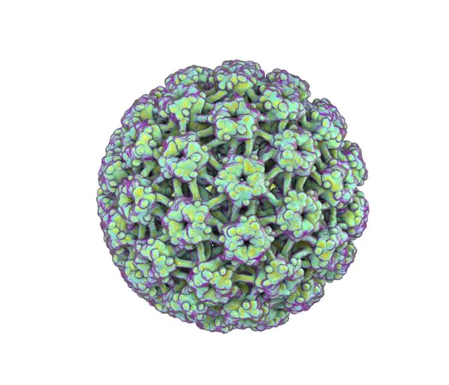 HPV 3d model