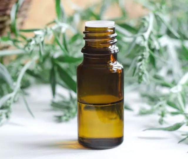 Wormwood tincture for caring for injured papilloma