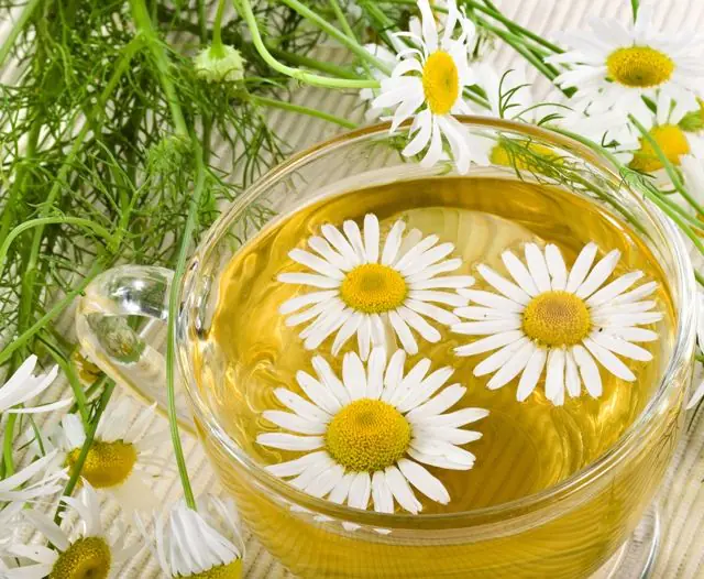 Chamomile flower decoction for pain after removal of papillomas in the throat