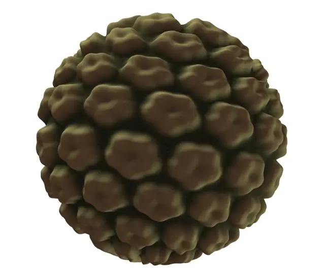 HPV-3D-Modell