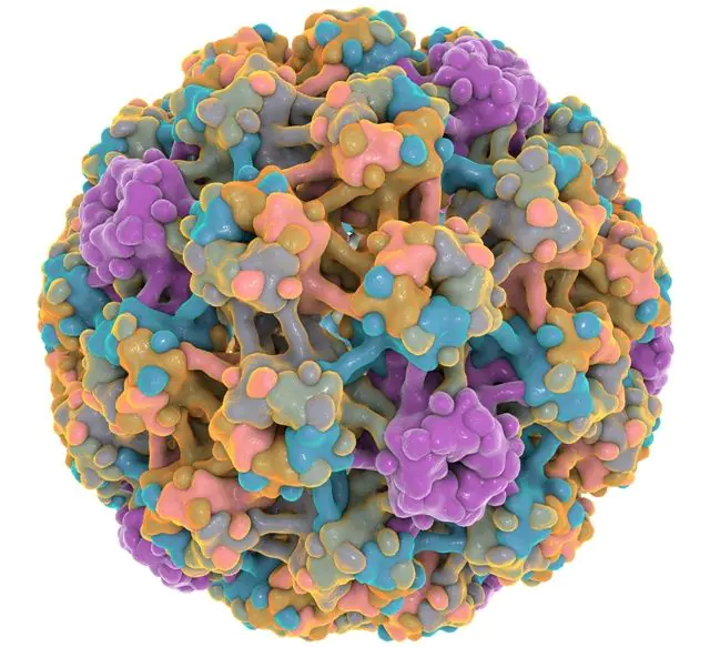 HPV-3D-model