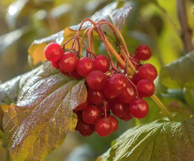 Rowan berries for plantar warts