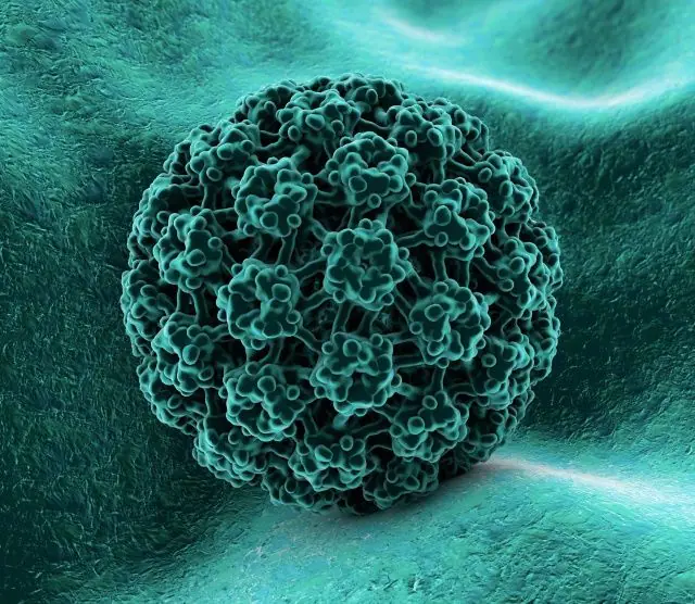 HPV 3d 모델