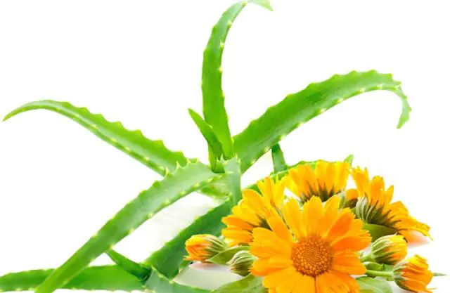 Aloe and calendula for the treatment of folliculitis after hair removal