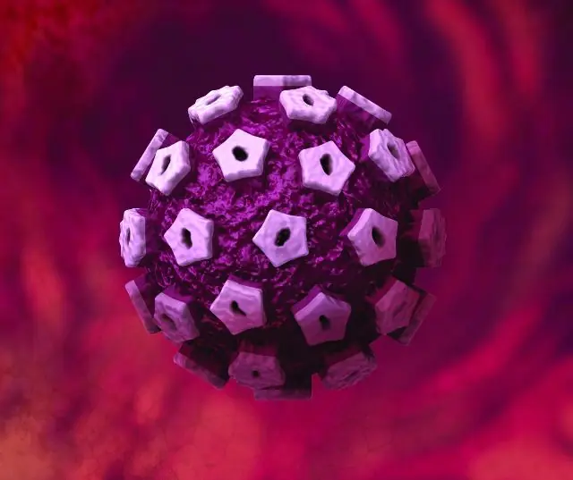 HPV 3Dモデル