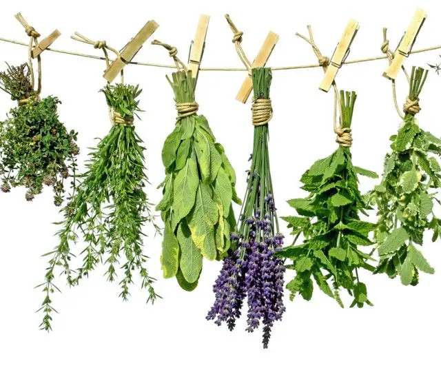 Herbs for treating HPV