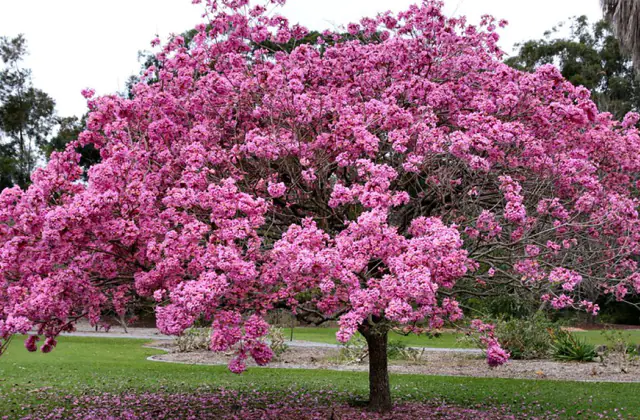 árbol de hormigas