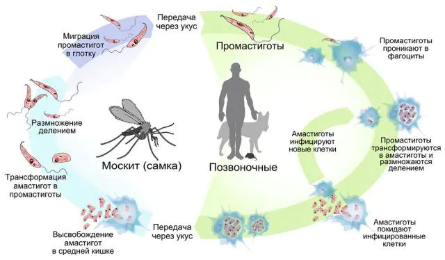 Causes and ways of development of leishmaniasis