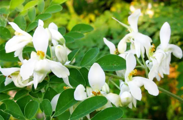 Moringa puu ja lehdet valkoisilla kukilla
