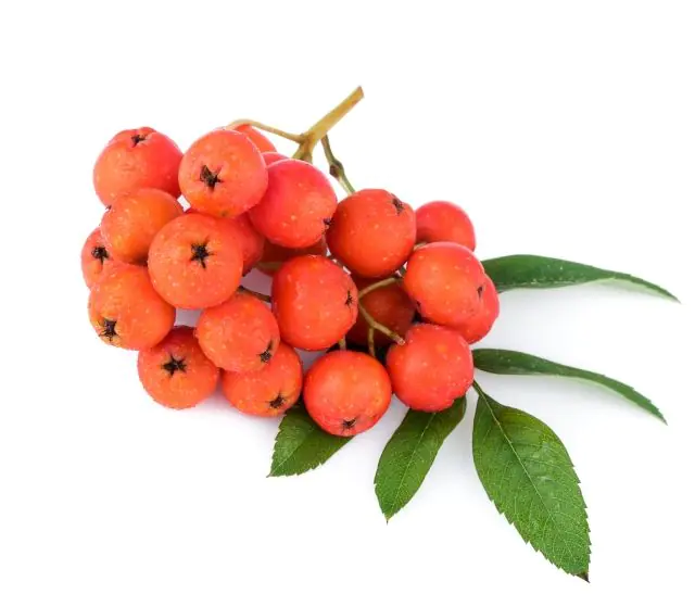 Rowan berries for filiform papillomas