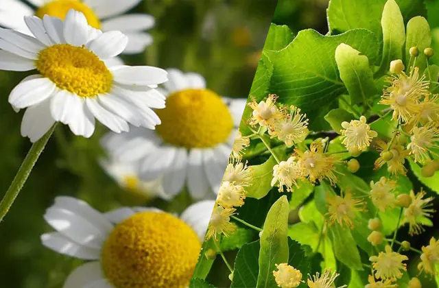 Chamomile and linden for the treatment of oophoritis