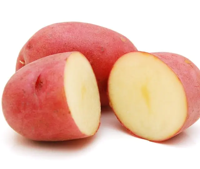 Червона картопля від папілом на статевій губі