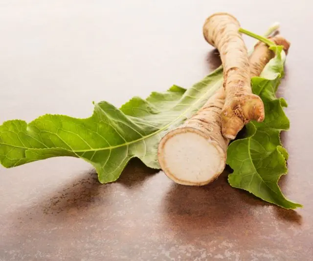 Horseradish root for preparing an infusion for papillomas in the throat