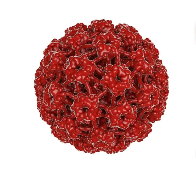Model 3D wirusa HPV