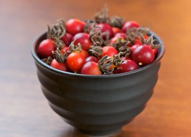 Rosehip for preparing a decoction for papillomas in the anus in women