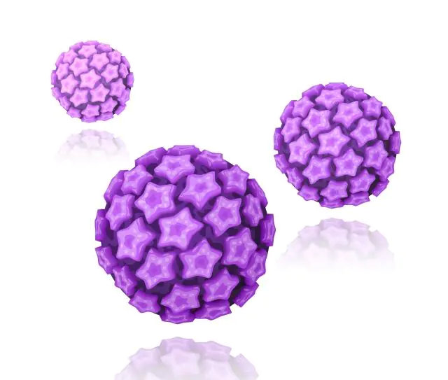 HPV 3d modeli