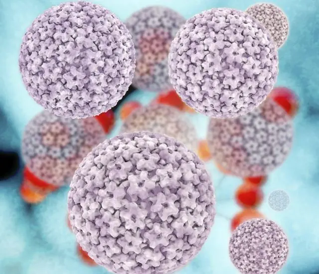 HPV 3d μοντέλο