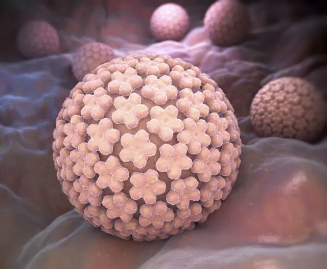 HPV 3d-modell