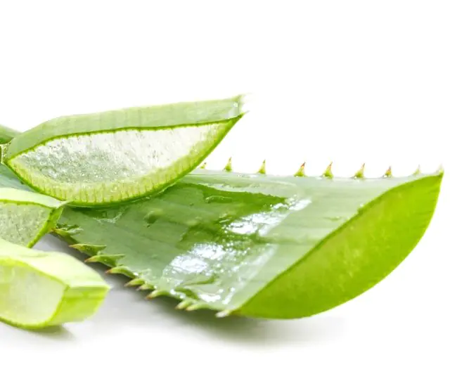 Aloe leaf for papillomas on the face in women