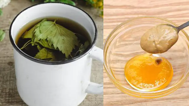 A decoction of currant leaves and ointment with mustard and honey for rheumatism