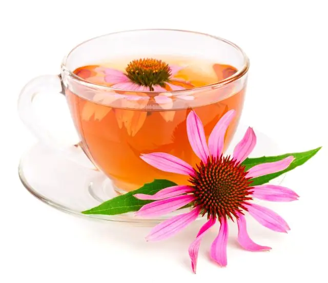 Echinacea decoction for papillomas on the tonsils
