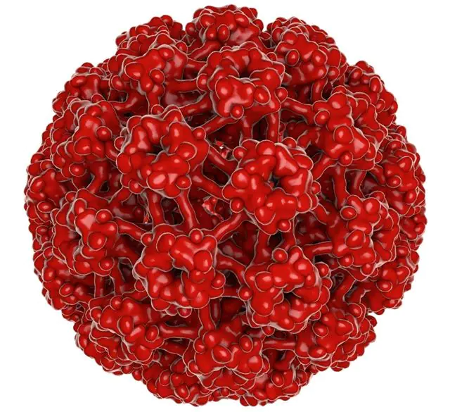 HPV 3d модел