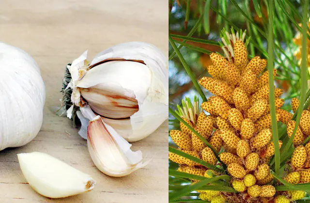Garlic and pine pollen against bone tuberculosis