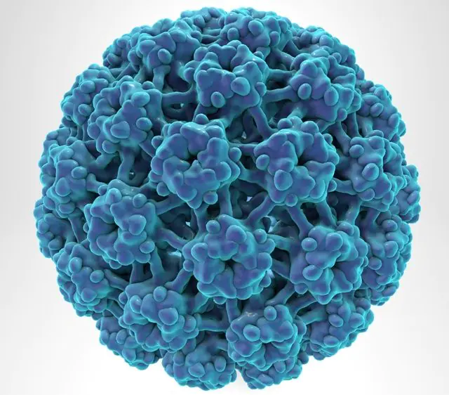 Modello 3d dell'HPV
