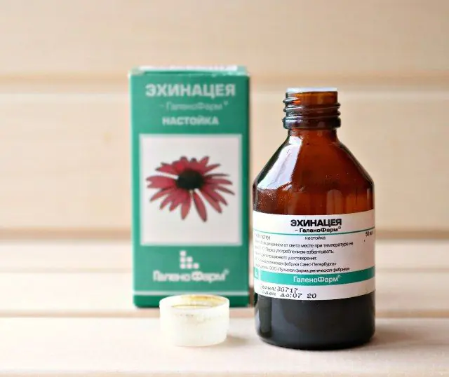 Echinacea-tinctuur om de immuniteit te versterken