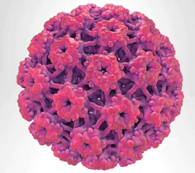 HPV 3d model