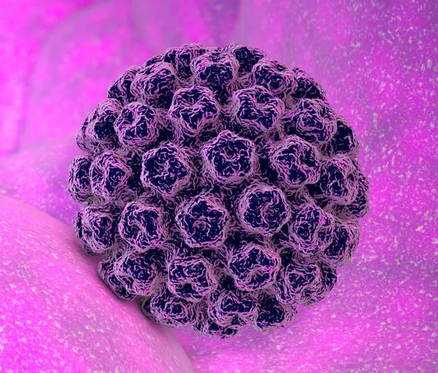 HPV 3d malli
