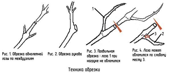 uhod-za-vinogradnikom-osenyu-gLJtg.webp