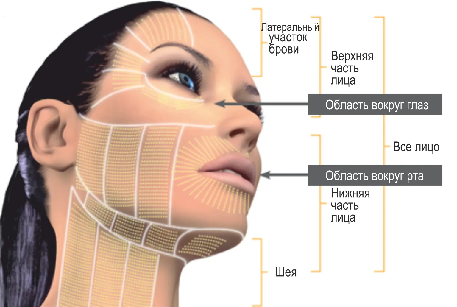 echografie-smas-lifting-utIgc.webp