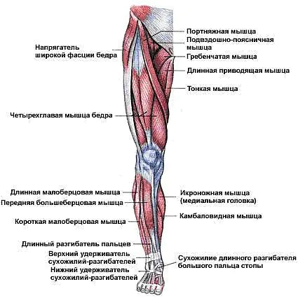 upraznenie-plie-dlya-jGWyUq.webp