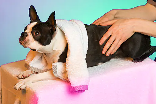 Hondenmassage