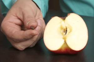 Sementes de maçã para o sistema cardiovascular