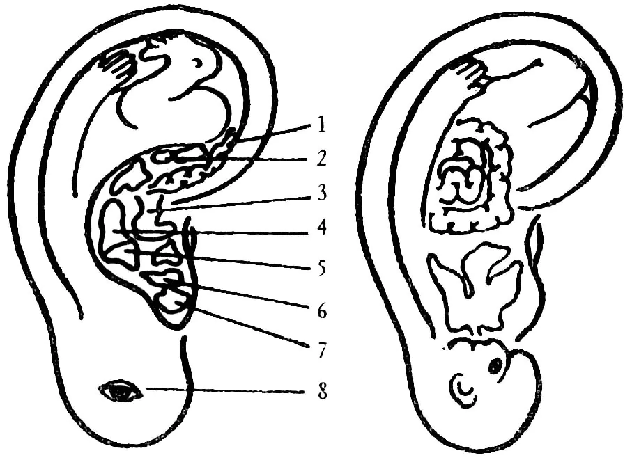 Projektion innerer Organe auf das Ohr