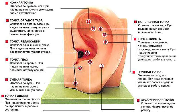 A fül aktív pontjai