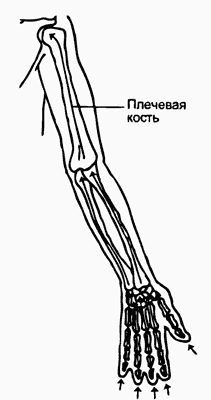 Pernapasan sumsum tulang belakang (tulang) (Bagian 3)