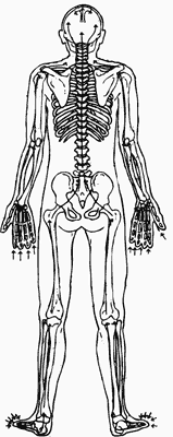 Respirazione del midollo spinale (osso) (Parte 6)